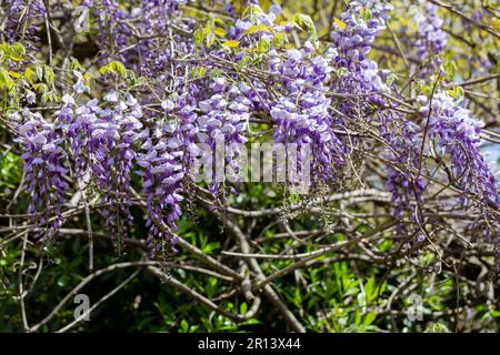 Viola in fiore Wisteria Sinensis. Bellissimo albero prolifico con profumati fiori viola classici in racemi pendenti. Il glicine cinese blu è una specie Foto Stock