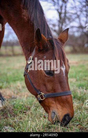 Primo piano di un cavallo bruno che indossa una briglia, in piedi in un campo di erba verde lussureggiante e pascolando pacificamente Foto Stock