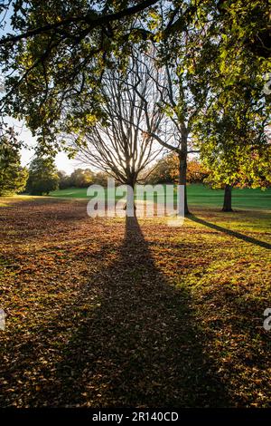 Ombre di alberi gettate dal basso sole autunnale a Darley Park, Derby, Derbyshire, Inghilterra Foto Stock