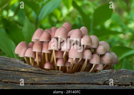 Fungo immangiabile Mincena renati sul legno morto. Conosciuto come bel cofano. Gruppo di funghi selvatici che crescono in primavera in foresta decidua. Foto Stock