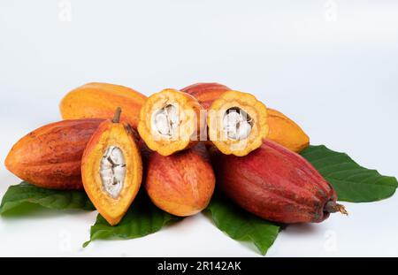 Mucchio di bacche di pianta di cacao maturate con foglie verdi isolate su sfondo bianco studio Foto Stock