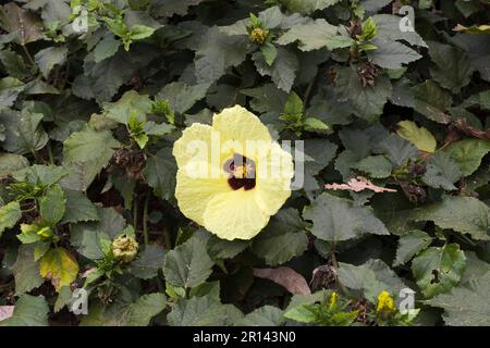 Le piante verdi fioriscono in fiori gialli luminosi e belli in mezzo alle foglie verdi in autunno Foto Stock