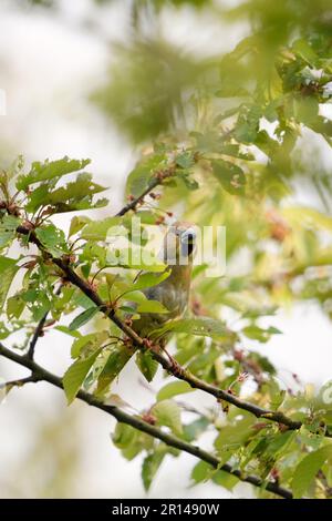 il più grande tra le finches native... Hawfinch ( Coccothraustes coccothraustes ), uccello maschio adulto arroccato in un albero di ciliegio Foto Stock