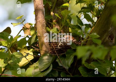 allevamento pazientemente... Hawfinch ( Coccothraustes coccothraustes ), femmina sul nido Foto Stock