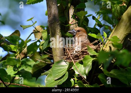 una breve panoramica ... Hawfinch ( Coccothraustes coccothraustes ), covando controllato da donne, protegge l'ambiente Foto Stock