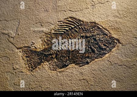 Cockerellites Liops / Priscacara Liops fossile, estinto temperato pesce basso da Eocene precoce trovato nella formazione del fiume Verde del Wyoming, USA Foto Stock