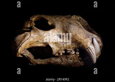 Leone della grotta eurasiatica (Panthera spelaea), cranio fossile del tardo Pleistocene, Europa Foto Stock