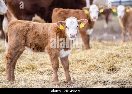 Hereford vitello in un campo. Altri vitelli fuori fuoco dietro. Messa a fuoco selettiva. Foto Stock