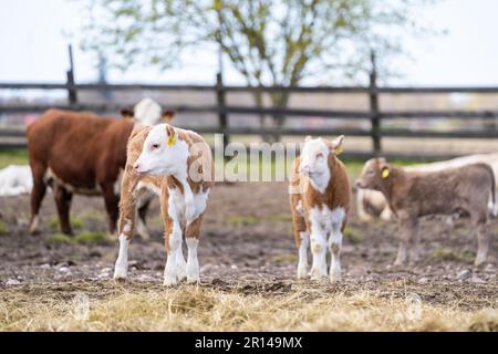 Hereford vitello in un campo. Altri vitelli fuori fuoco dietro. Messa a fuoco selettiva. Foto Stock