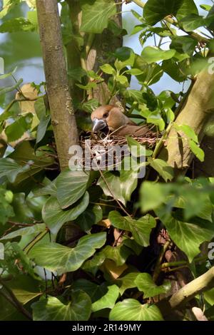 Costruzione nido... Hawfinch ( Coccothraustes coccothraustes ), nido rannicchiante femminile Foto Stock