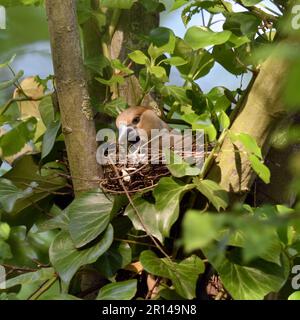 Costruzione nido... Hawfinch ( Coccothraustes coccothraustes ), nido rannicchiante femminile Foto Stock