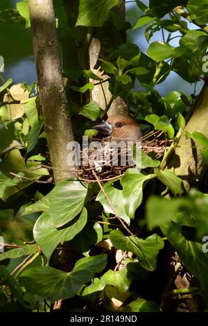 ben nascosto... Hawfinch ( Coccothraustes coccothraustes ), femmina in nido tra edera in diramazione Foto Stock