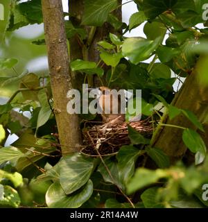 Allettante... Hawfinch ( Coccothraustes coccothraustes ) sul sito di nidificazione, covando le stirate femminili per un bruco Foto Stock