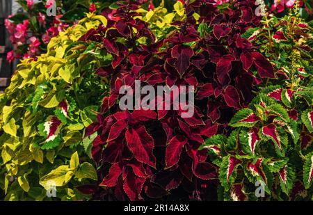 Bella pianta di coleo o nettle dipinta con foglie di rosso e verde brillante, che crescono nel giardino Foto Stock