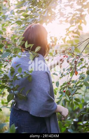 Ragazza giovane che raccoglie ciliegie mature in un giardino estivo. Foto Stock