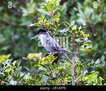 Guerriero sardo maschio (Curruca melanocephala) Paphos, Cipro. Foto Stock