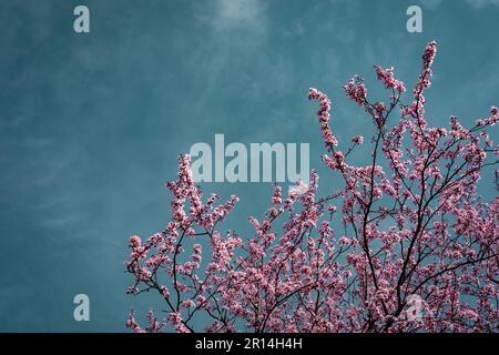 Fiori rosa di prugna ciliegia (Prunus cerasifera) in fiore su sfondo turchese. Foto Stock