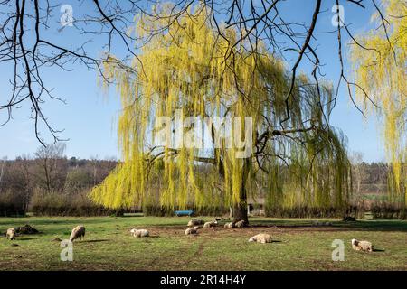 Un gregge di pecore che pascolano sul prato sotto un salice in primavera. Foto Stock