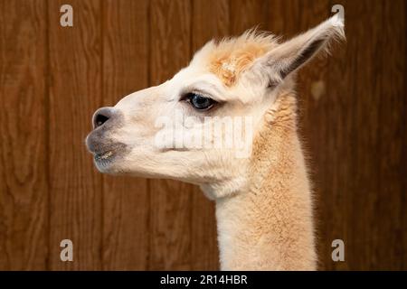 primo piano del profilo di alpaca Foto Stock