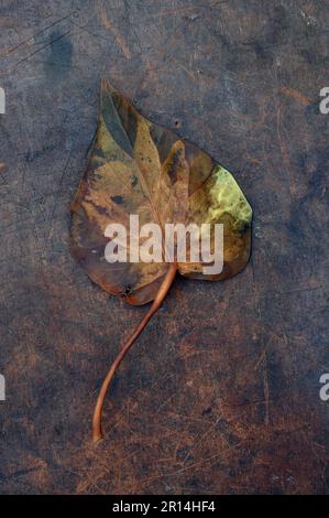 Singola foglia di avera autunnale o Hedera elica che si trasforma da verde a marrone giacendo su pelle rigata Foto Stock