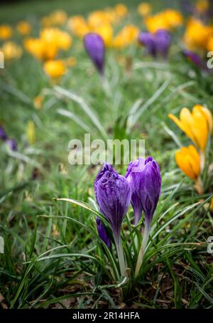 Primo piano dei fiori di croco viola e giallo (zafferano), fioriti in primavera. Foto Stock