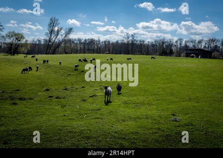 Un gregge di pecore in un verde pascolo. Niente gente, cielo blu. Foto Stock