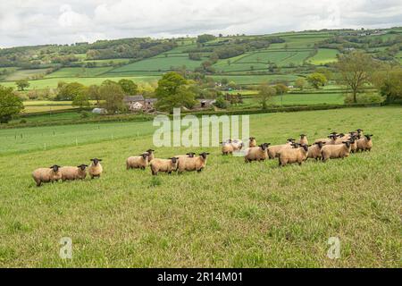 arieti suffolk su paddock a base di erbe Foto Stock