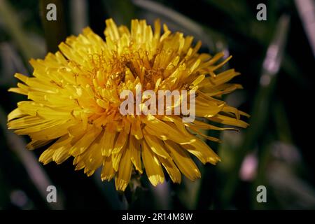 Macro primo piano una kulbaba gialla. Fiore di primavera. Dente di leone Foto Stock