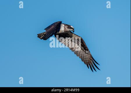 Osprey Flying Over Pond, alla ricerca di pesce Foto Stock