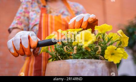 Le mani della donna che tagliano fiori gialli da una pentola da giardino fuori casa. Foto Stock