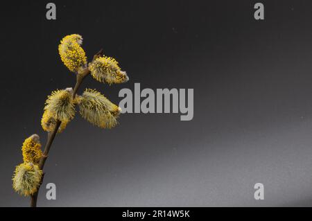 Rametto di salice giovane con polline giallo su soffici fiori su fondo nero. Foto oggetto. Foto di alta qualità. Orizzontale. Foto Stock
