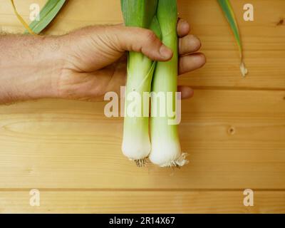 Campo foglia verde porro mano coltivatore bianco, fattoria agricola giardino foglie bio biologico Allium ampeloprasum var. porrum leke grande piantagione fresca di lek Foto Stock