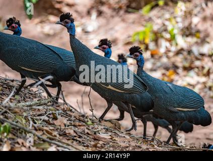 Un gruppo di guineafli orientali crestati (Guttera pucherani) che si foraggio nella foresta. Kenya, Africa. Foto Stock