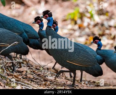 Un gruppo di guineafli orientali crestati (Guttera pucherani) che si foraggio nella foresta. Kenya, Africa. Foto Stock