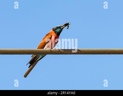 Un colorato apogeo del Carmine settentrionale (Merops nubicus) catturò un insetto. Kenya, Africa. Foto Stock