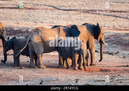 Una famiglia di elefanti africani (Loxodonta africana). Kenya, Africa. Foto Stock