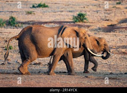 Una famiglia di elefanti africani (Loxodonta africana). Kenya, Africa. Foto Stock