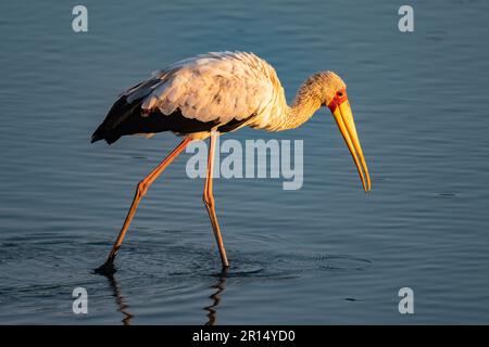 Una cicogna gialla (Mycteria ibis) che si nutre in un lago. Kenya, Africa. Foto Stock