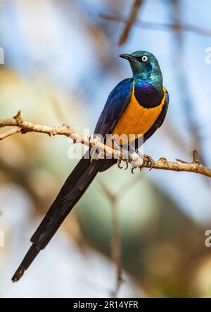 Un coloratissimo Starling dorato (Lamprotornis regius) arroccato su un ramo. Kenya, Africa. Foto Stock