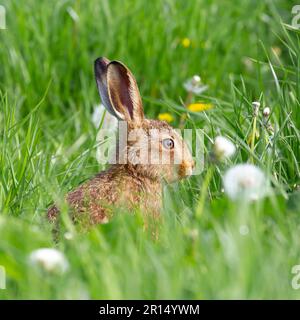 Kidderminster, Regno Unito. 11th maggio, 2023. Condizioni atmosferiche del Regno Unito: La fauna locale tiene d'occhio le mutevoli condizioni atmosferiche con una miscela di docce e sole. Una giovane lepre si bagna un po' di sole pomeridiano. Credit: Lee Hudson/Alamy Live News Foto Stock