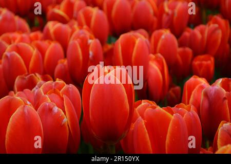 Tulipani rossi Foto Stock