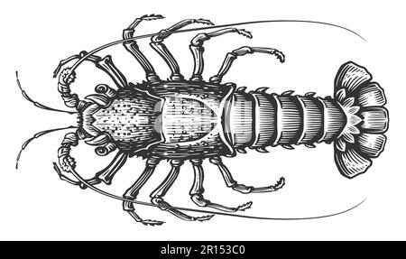 Aragosta spinosa. Animale acquatico crostacei, gamberi in stile incisione. Illustrazione dello schizzo dei frutti di mare Foto Stock