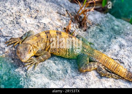 Enorme animale geco Iguana sulle rocce nella giungla tropicale naturale e la foresta dietro la recinzione a Playa del Carmen Messico. Foto Stock