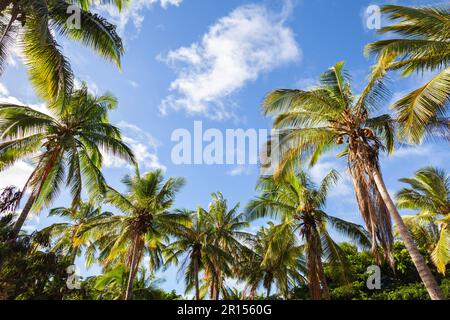 Noce di cocco foresta di palme con cielo blu tropicale vicino a Waikiki in Honolulu Hawaii. Foto Stock