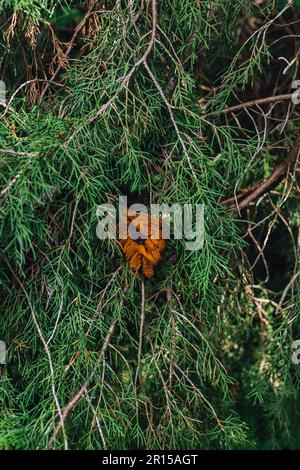 Cedar Apple Rust Fungus, Gymnosporangium juniperi-virginianae fungo su albero di ginepro, Seattle Arboretum Foto Stock