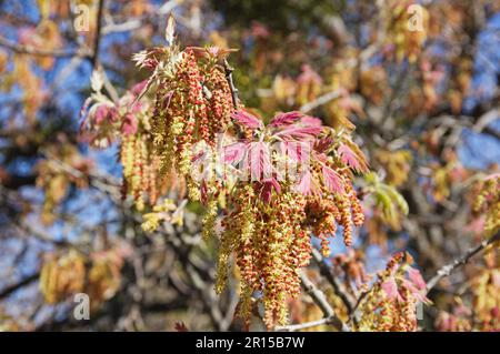 California foglie di quercia nera e fiori dettaglio in primavera Foto Stock