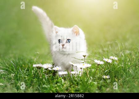 Piccolo gattino bianco che cammina sull'erba Foto Stock