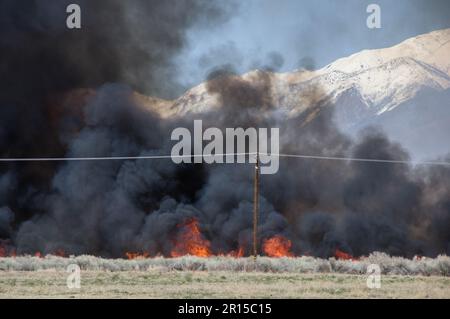 fuoco selvaggio e fumo che brucia in spazzolina dietro i poli di alimentazione Foto Stock