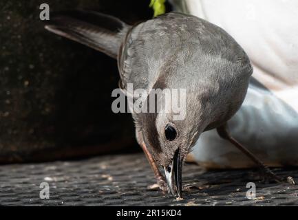 Gray Catbird arriva sul ponte sul cortile Foto Stock