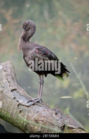 Il modello Glossy Ibis è caratterizzato da un design caratteristico, lungo e curvo verso il basso, di colore marrone oliva. La pelle del viso è grigio-blu con una linea bianca che si estende Foto Stock